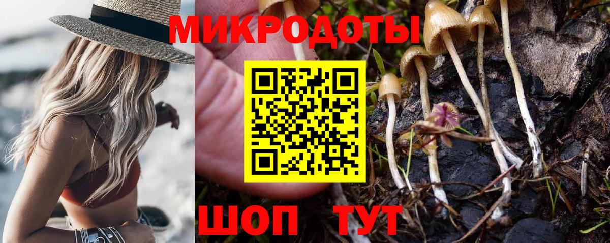 Галлюциногенные грибы Psilocybe Новокубанск